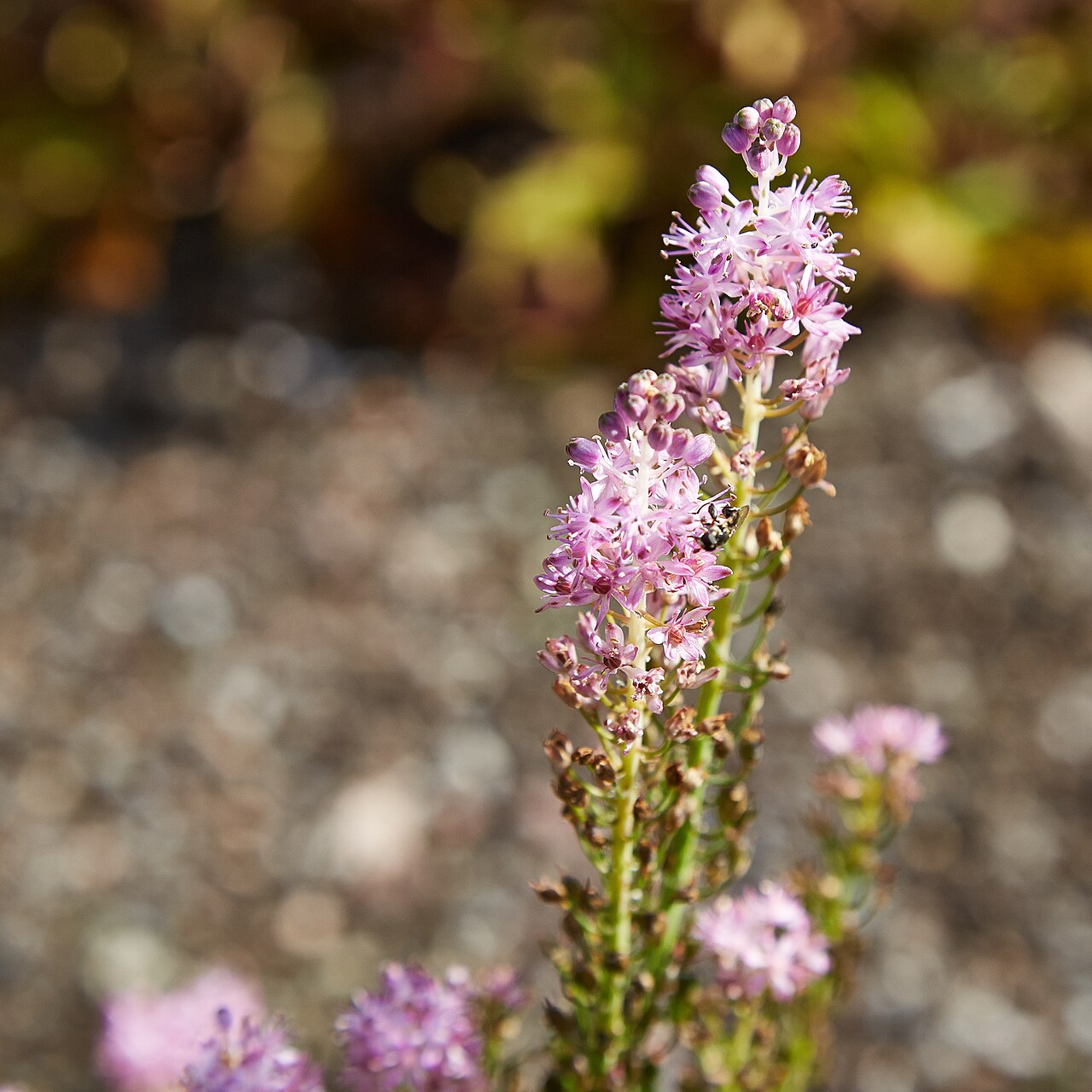 Barnardia japonica: Barnardia japonica identifierad med hjälp av befintlig skylt i Bergianska trädgården .
