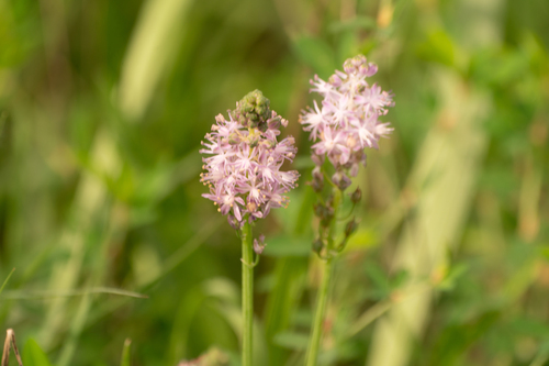 Barnardia japonica (Barnardia japonica)
