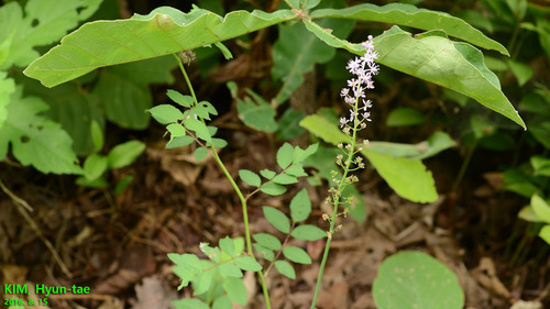Barnardia japonica (Barnardia japonica)