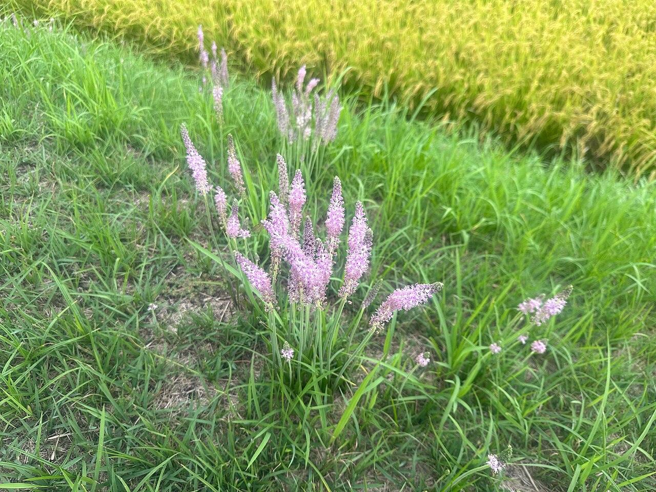 Barnardia japonica: ツルボ