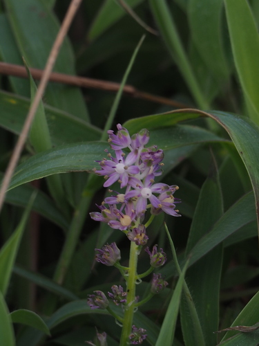 Barnardia japonica (Barnardia japonica)
