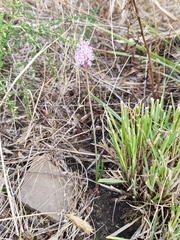 Barnardia numidica (Barnardia numidica)