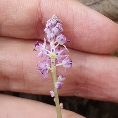 Barnardia numidica (Barnardia numidica)