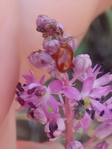 Barnardia numidica (Barnardia numidica)