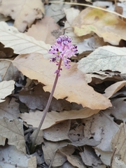 Barnardia numidica (Barnardia numidica)
