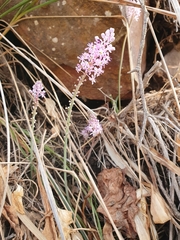 Barnardia numidica (Barnardia numidica)