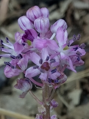 Barnardia numidica (Barnardia numidica)