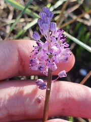 Barnardia numidica (Barnardia numidica)
