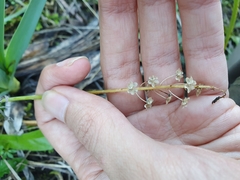 Barnardia numidica (Barnardia numidica)