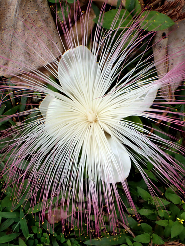 Beach barringtonia (Barringtonia asiatica)