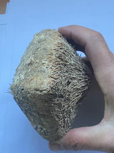 Beach barringtonia (Barringtonia asiatica)