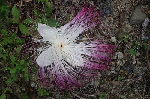 Beach barringtonia (Barringtonia asiatica)