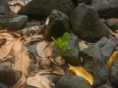 Beach barringtonia (Barringtonia asiatica)