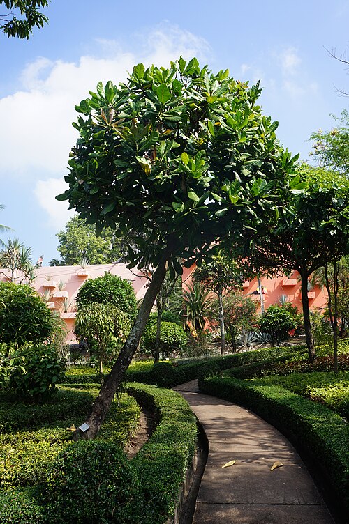 Beach barringtonia: Barringtonia asiatica in the Botanical Garden Nong Nooch. Pattaya.