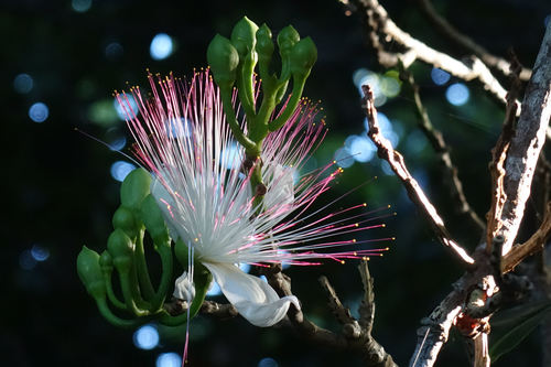 Beach barringtonia (Barringtonia asiatica)