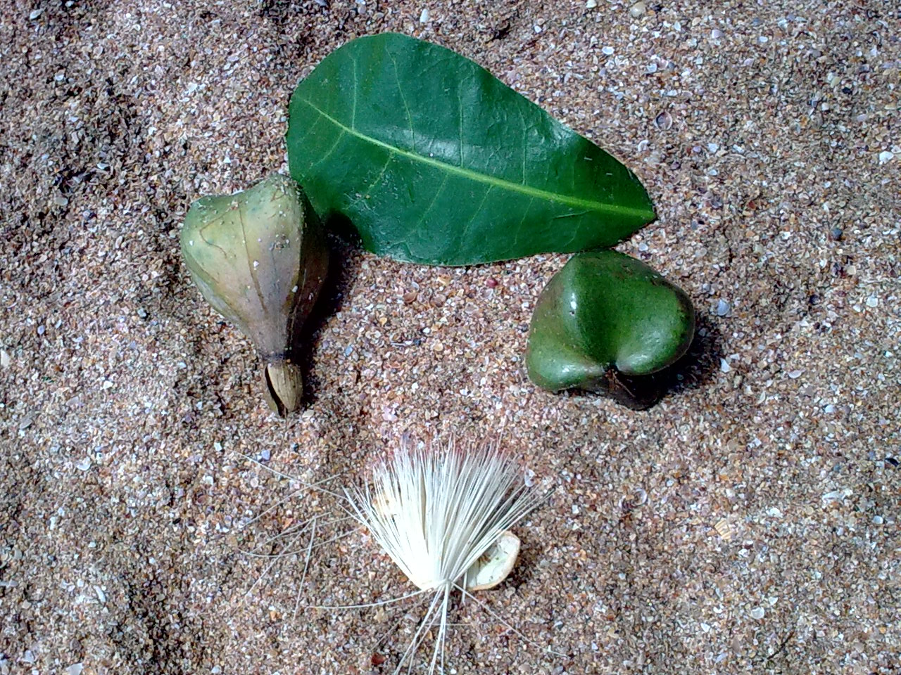 Beach barringtonia: Barringtonia asiatica: fruit, leaf & flower