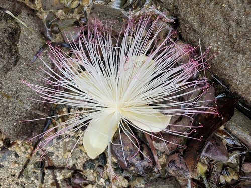 Beach barringtonia (Barringtonia asiatica)