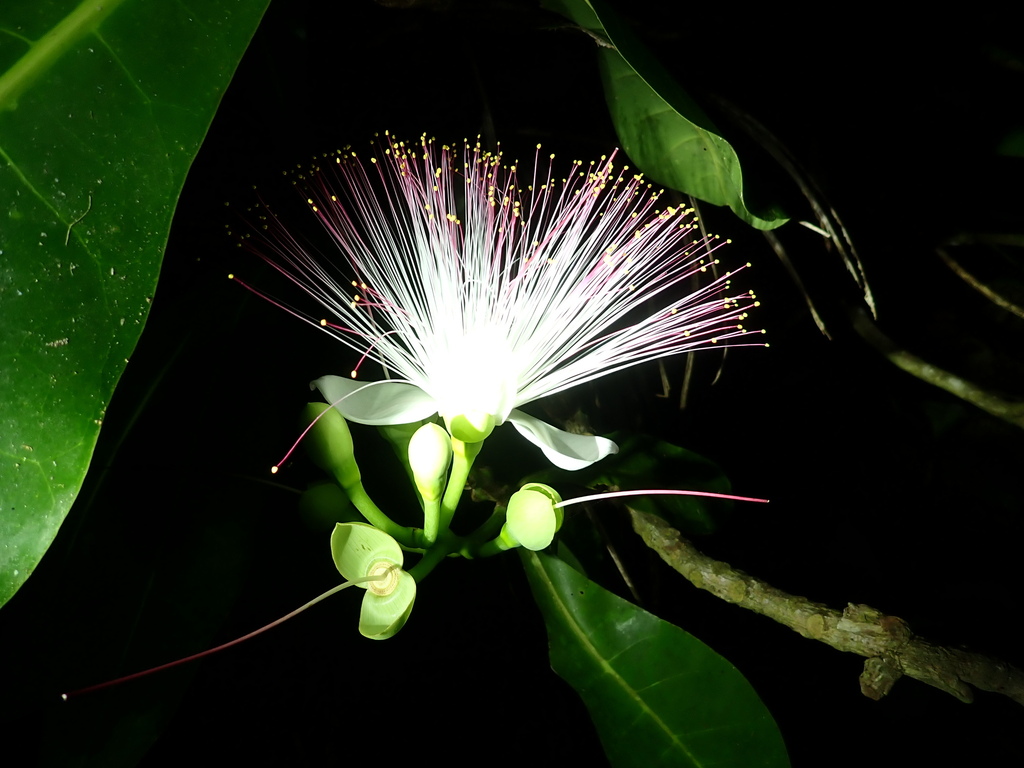 Beach barringtonia (Barringtonia asiatica)
