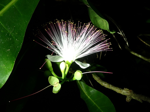 Beach barringtonia (Barringtonia asiatica)