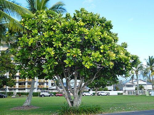 Beach barringtonia: Barringtonia asiatica on the Cairns Esplanade, June 2024