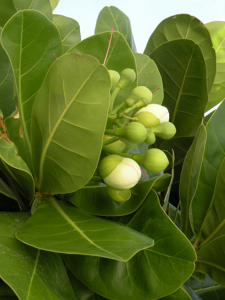 Beach barringtonia: Barringtonia asiatica , Koh Lipe Thailand