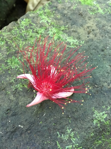 Barringtonia samoensis (Barringtonia samoensis)