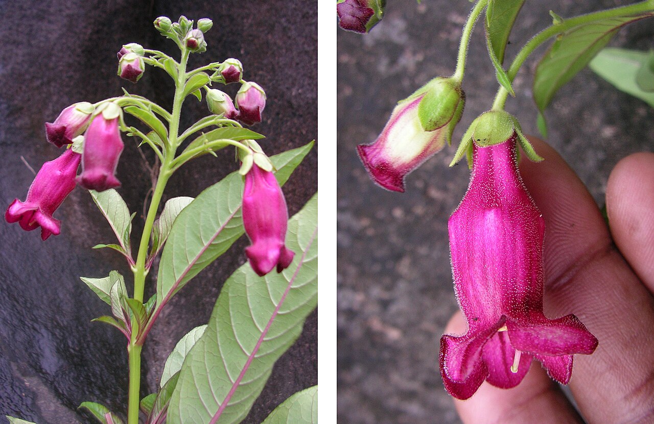 Barthlottia madagascariensis: Barthlottia madagascariensis