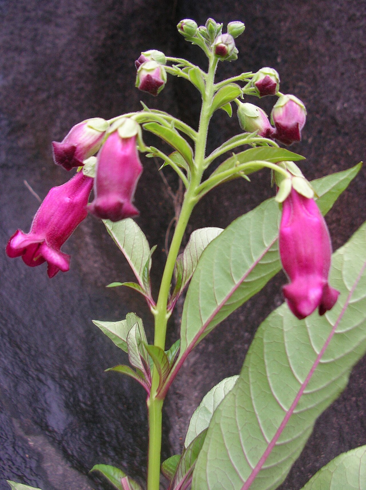 Barthlottia madagascariensis: Barthlottia madagascariensis