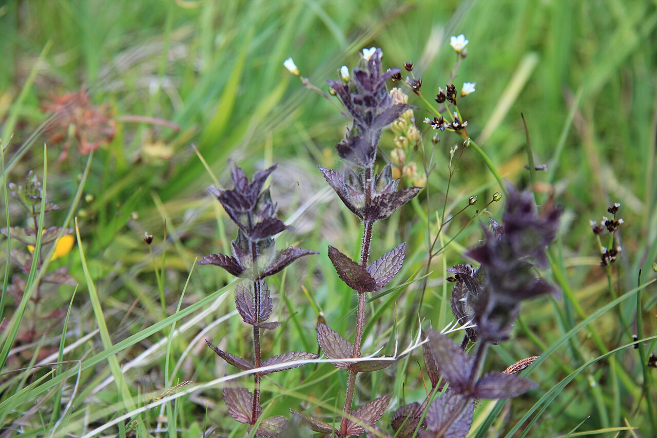 Velvetbells: Alpenhelm (Bartsia alpina) im Gasteinertal, Fundort Naßfeld Höhe ca. 1600-1800 Meter ü.Adria