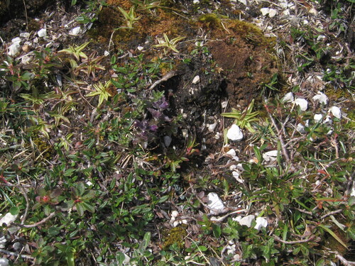 Velvetbells (Bartsia alpina)