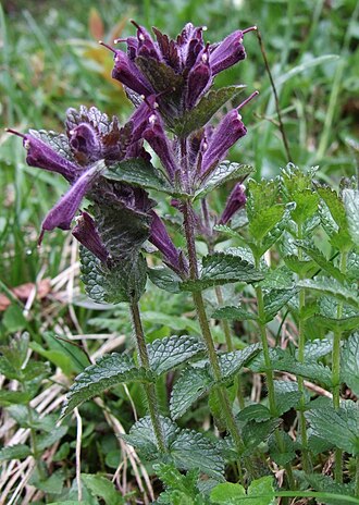 Velvetbells: Bartsia alpina