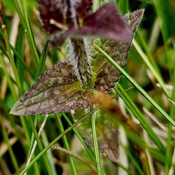 Velvetbells (Bartsia alpina)