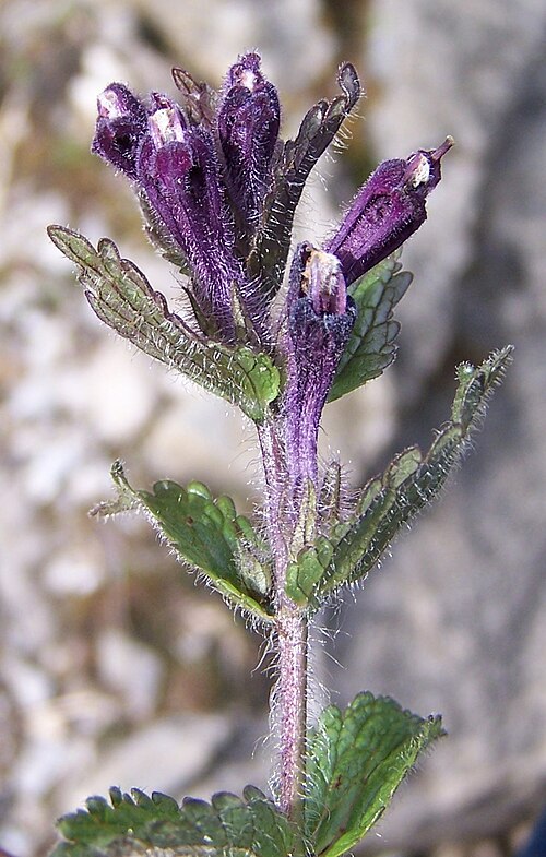 Velvetbells: Bartsia alpina (pl. bartsja alpejska), habitat: Tatra Mountains , Hala Upłaz )