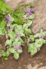 Velvetbells (Bartsia alpina)