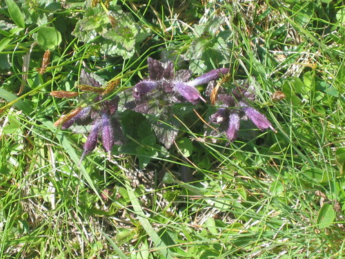 Velvetbells (Bartsia alpina)