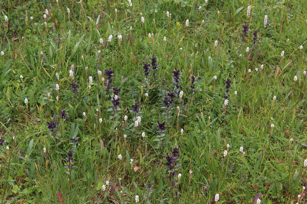 Velvetbells (Bartsia alpina)