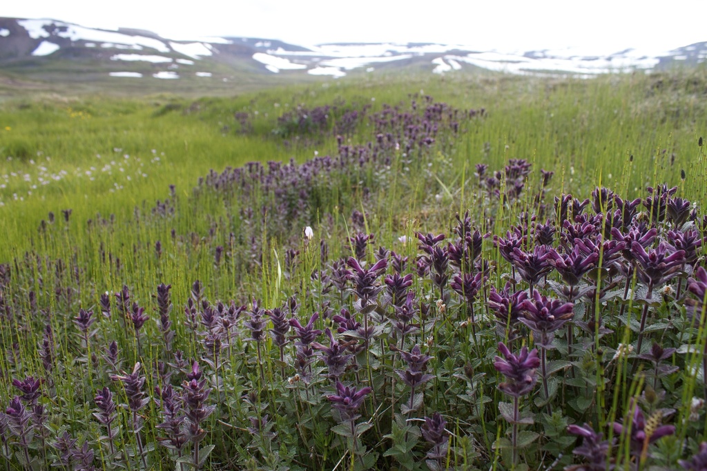 Velvetbells (Bartsia alpina)