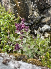 Velvetbells (Bartsia alpina)