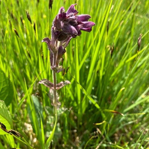 Velvetbells (Bartsia alpina)