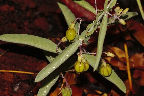 Basananthe apetala (Basananthe apetala)