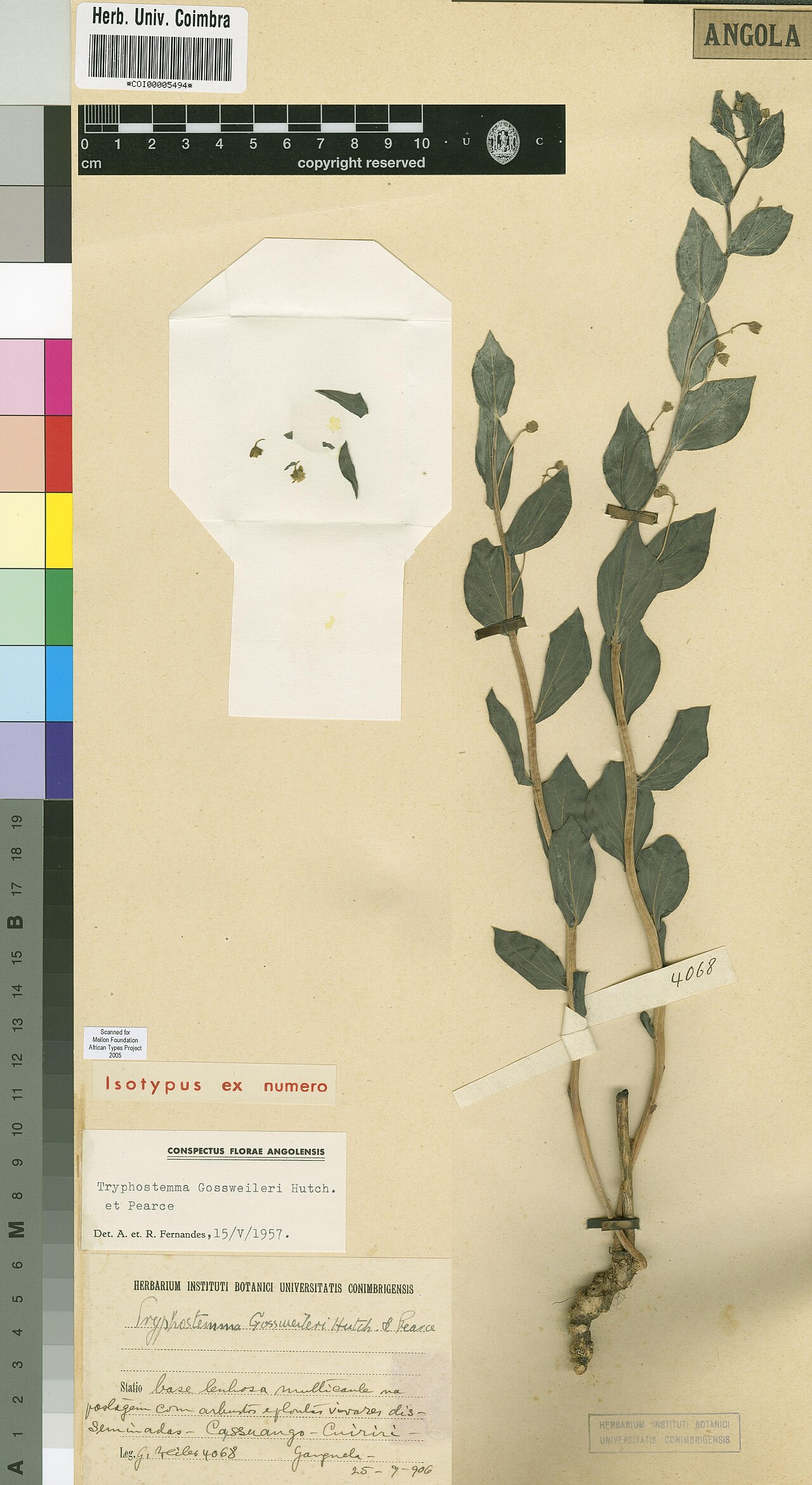Basananthe gossweileri: Photograph of Isotype of Basananthe gossweileri at Herbarium of the University of Coimbra, Portugal (COI). Specimen COI00005494. http://coicatalogue.uc.pt/speci