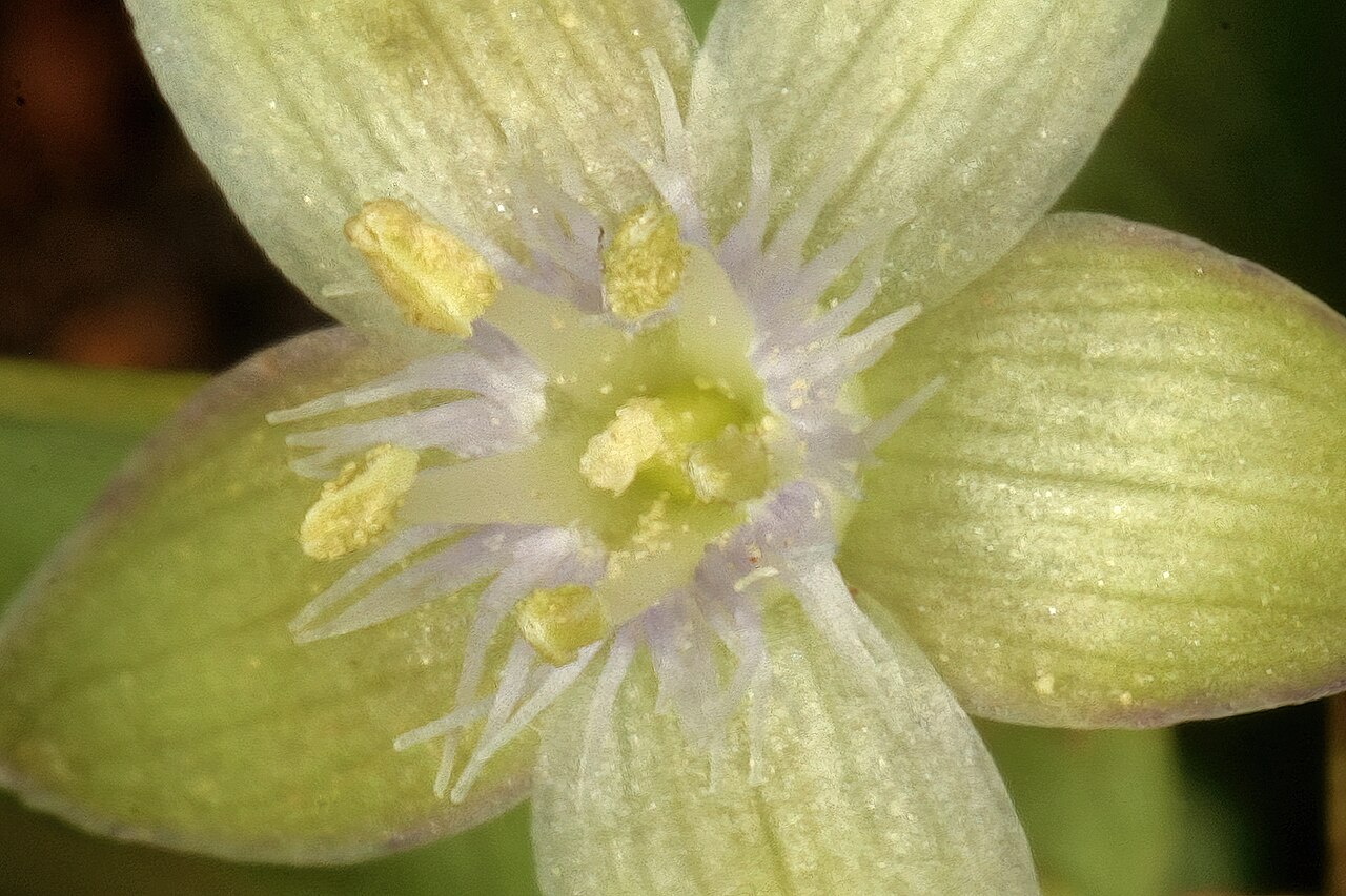 Miniature granadilla: Basananthe sandersonii , detail of flower centre; recently burned grassland, between Sudwalaskraal and Buffelskloof Nature Reserve, Mpumalanga, South Africa