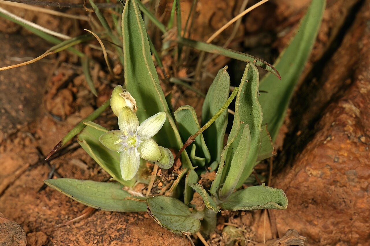 Miniature granadilla: Basananthe sandersonii , plant in flower; recently burned grassland, between Sudwalaskraal and Buffelskloof Nature Reserve, Mpumalanga, South Africa