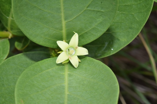 Miniature granadilla (Basananthe sandersonii)