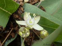 Miniature granadilla (Basananthe sandersonii)