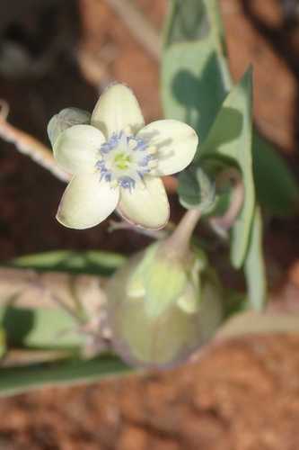 Miniature granadilla (Basananthe sandersonii)