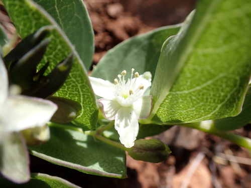 Miniature granadilla (Basananthe sandersonii)