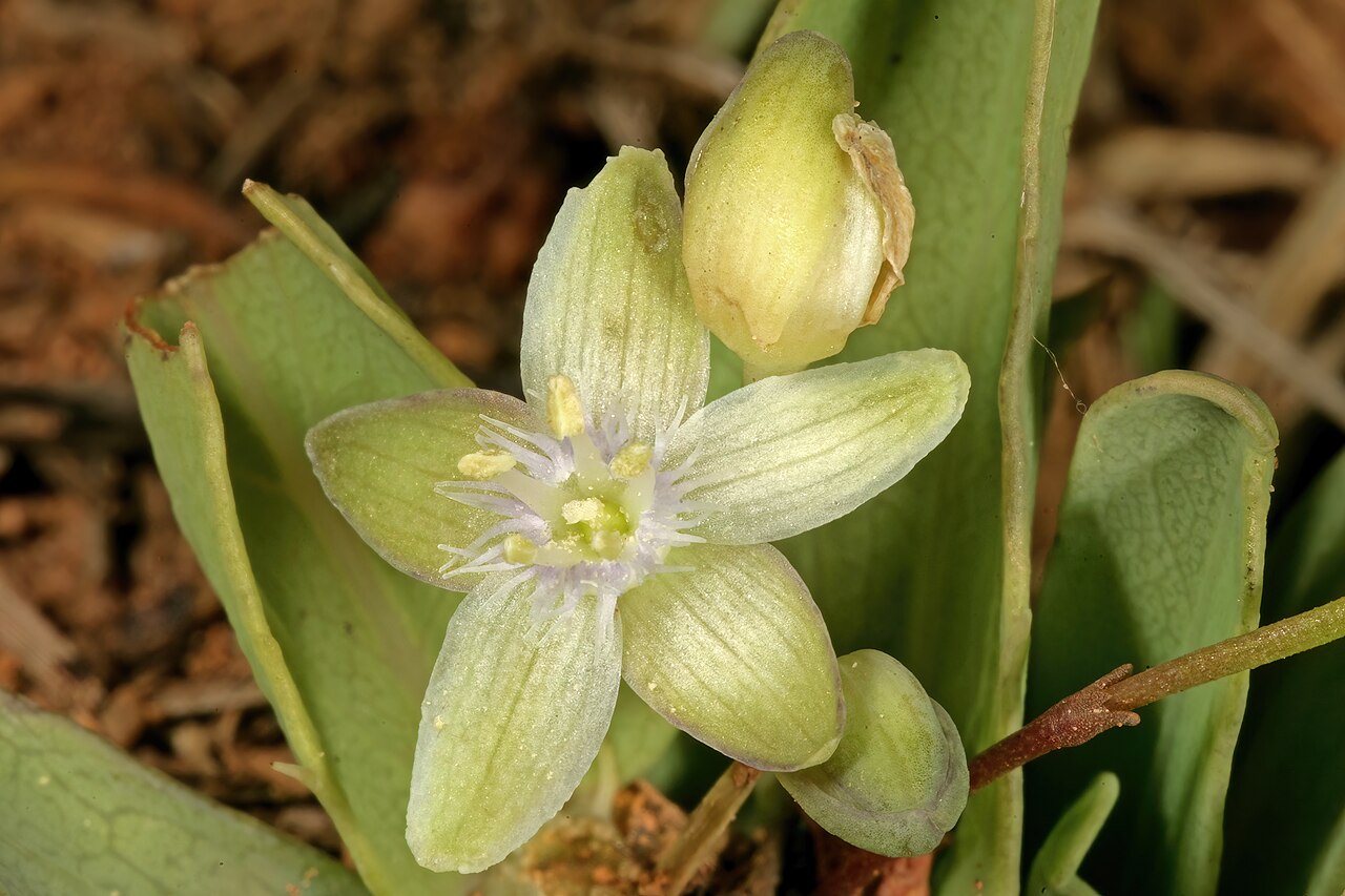 Miniature granadilla: Basananthe sandersonii , flowers; recently burned grassland, between Sudwalaskraal and Buffelskloof Nature Reserve, Mpumalanga, South Africa