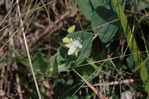 Miniature granadilla (Basananthe sandersonii)