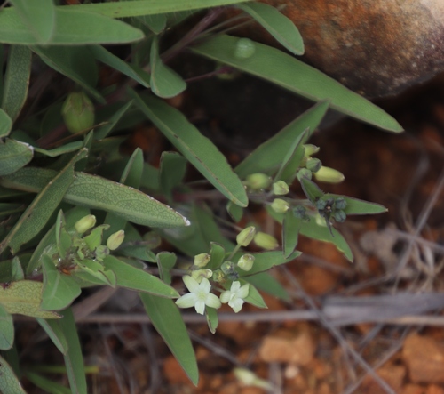 Miniature granadilla (Basananthe sandersonii)